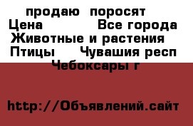 продаю  поросят  › Цена ­ 1 000 - Все города Животные и растения » Птицы   . Чувашия респ.,Чебоксары г.